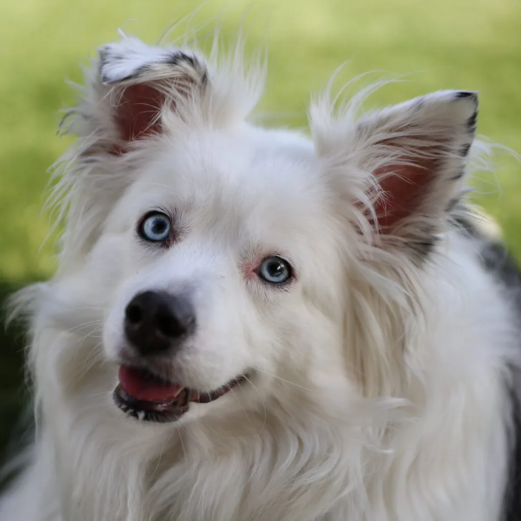 A white headed blue eyed miniature Australian shepherd dog that seems to be smiling at the view with one ear folded down and head tilted.